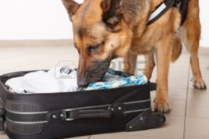8887536-airport-canine-dog-sniffs-out-drugs-or-bomb-in-a-luggage