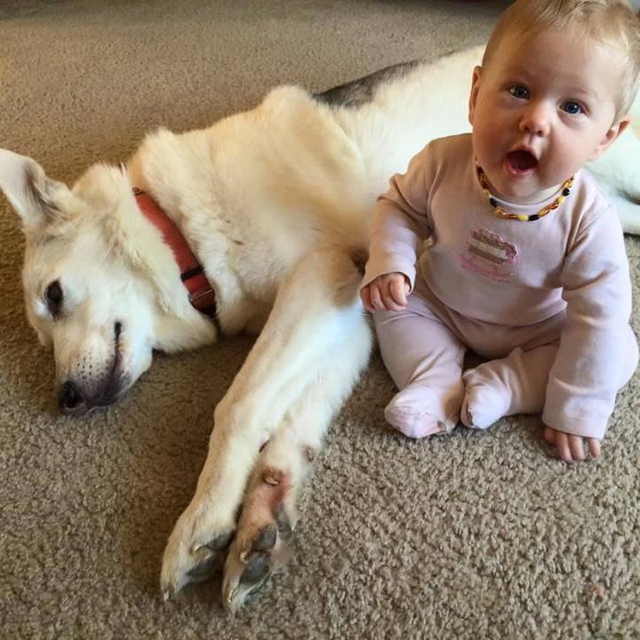 Baby and dog interacting in a safe environment