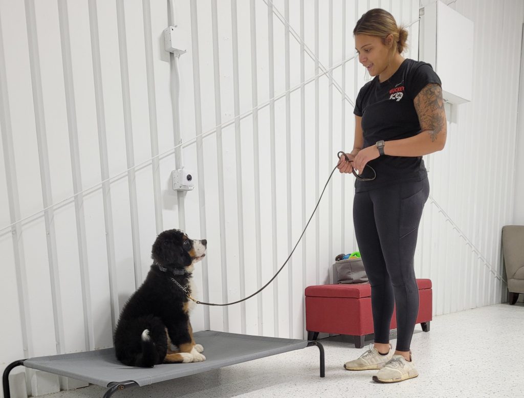 Dog playing at Buckeye K9 training facility