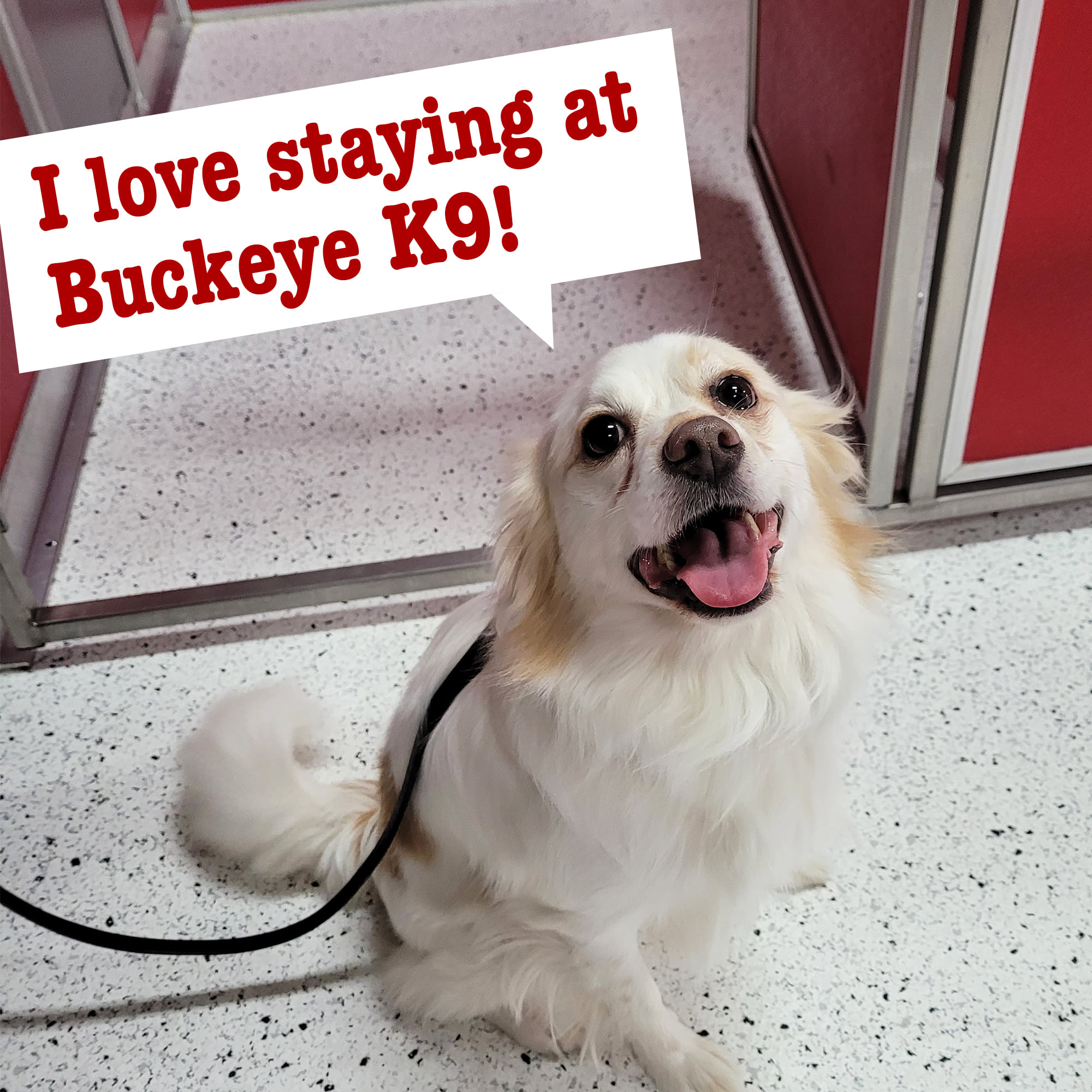 Buckeye K9 Dog Boarding Kennels