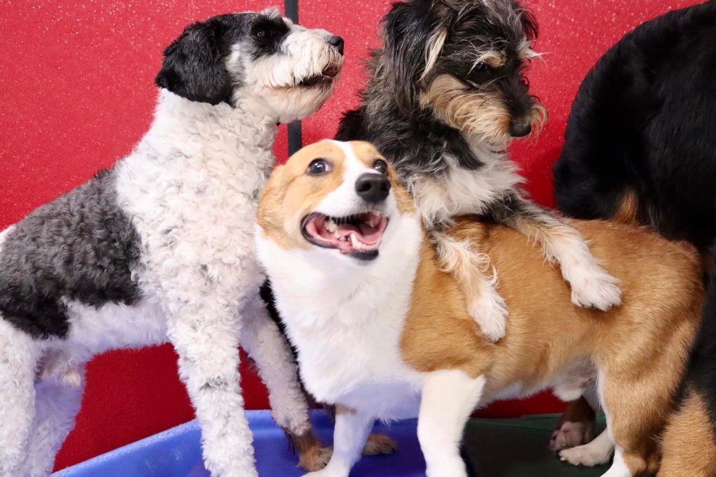 The Benefits of Mental Stimulation for Dogs: Why Our Doggie Daycare is a  Great Choice