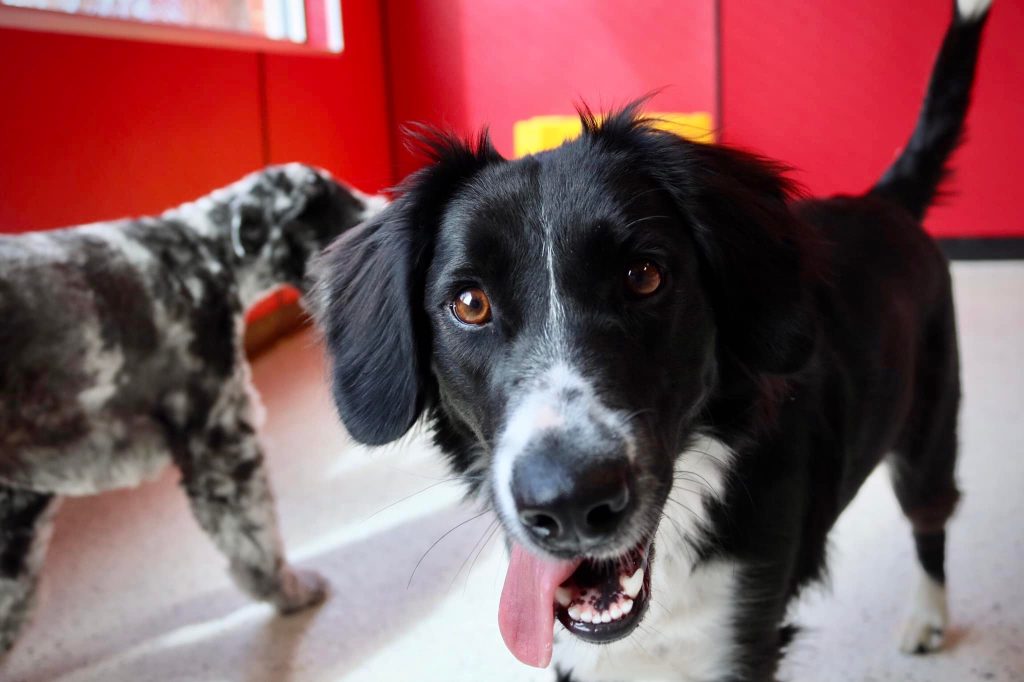 Doggie Daycare happy dogs and happy dog owners