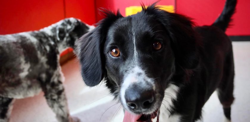 Doggy daycare boarding