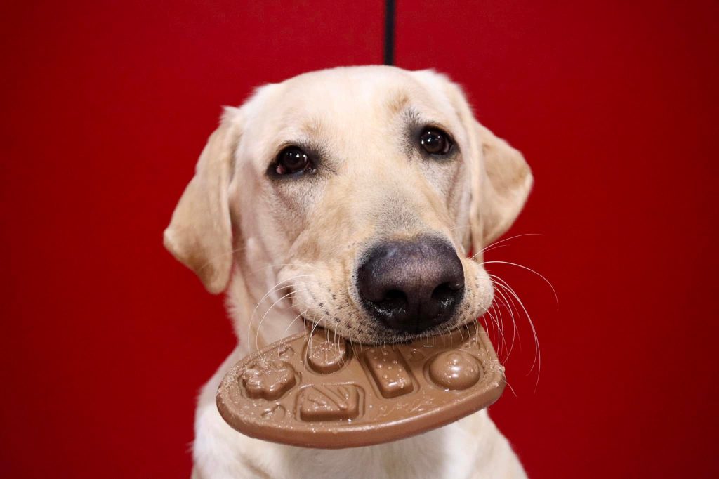 Reynoldsburg dog Daycare from Buckeye K9