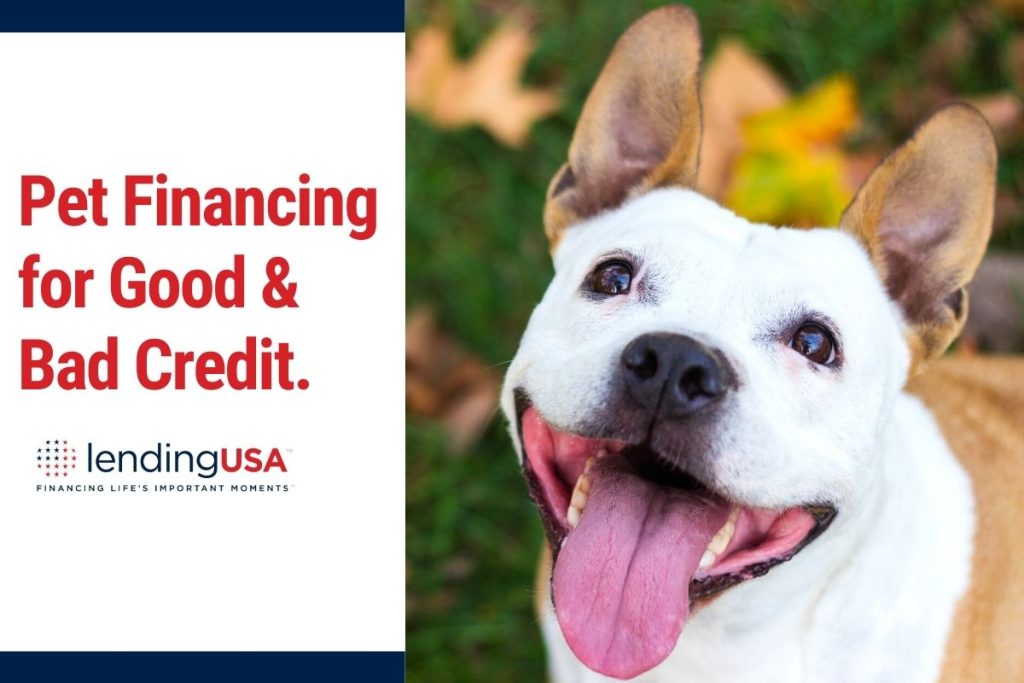 We offer pet financing from lending usa this is a happy dog with a big smile