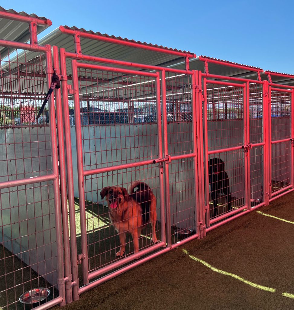 Buckeye K9 Dog Boarding Dog Outside For Outdoor Potty Breaks