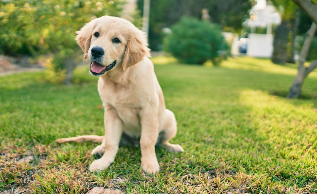 Buckeye K9 Puppy Training