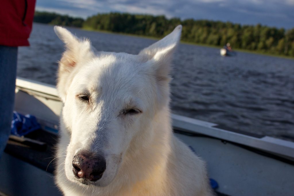 Can you watch my dog while I'm traveling