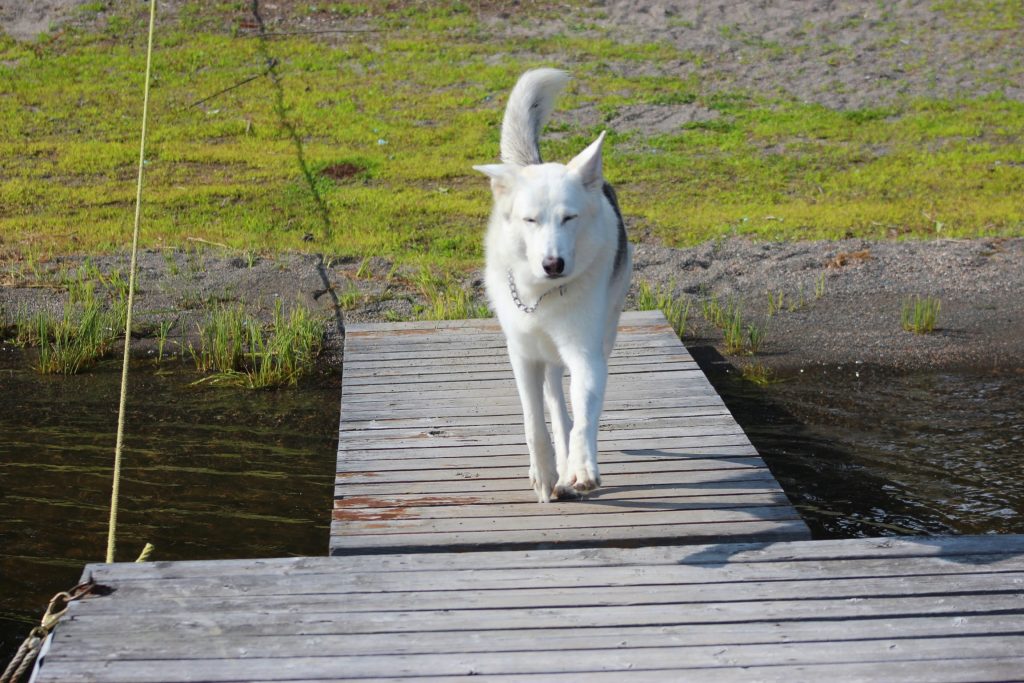 dog boarding near me