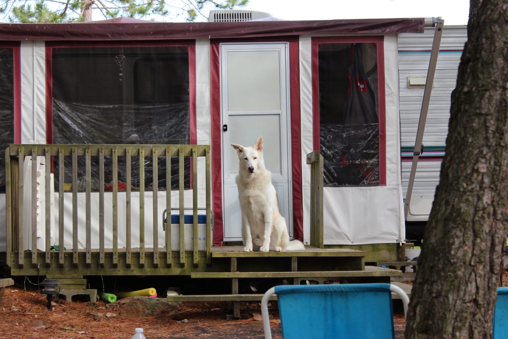 Dog destruction while on vacation