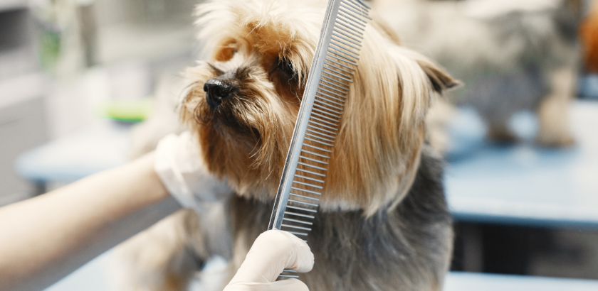 Dog Grooming Center