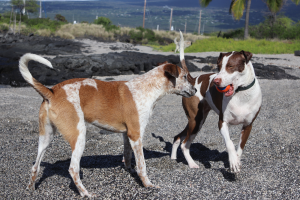 doggy day care benefits