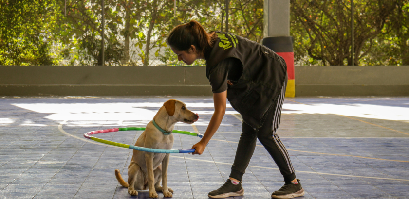 How to Choose the Right Dog Trainer for You